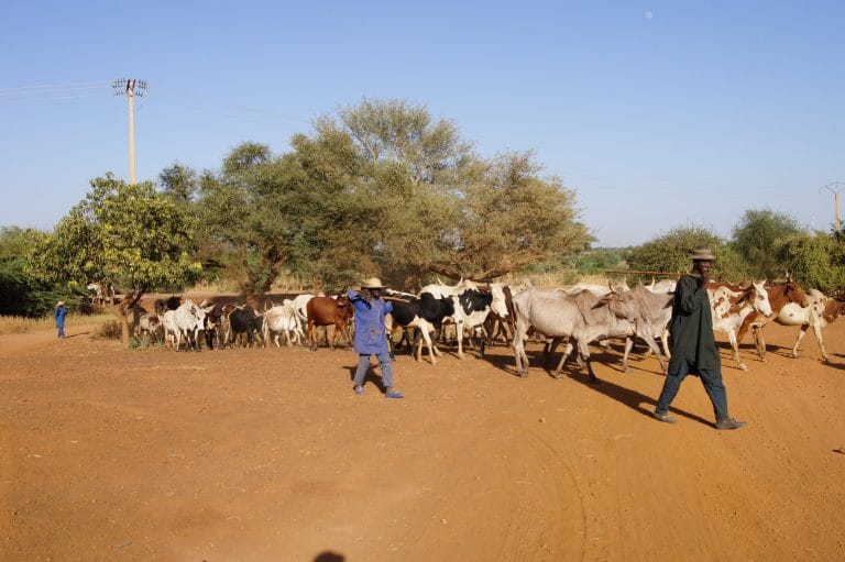 Bergers-nigériens