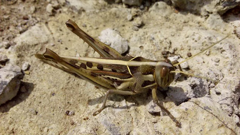 Kenyan_locust