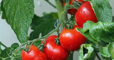 Gaspillages des tomates en Tanzanie