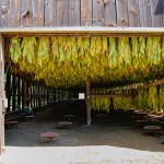 La culture du tabac au Zimbabwé