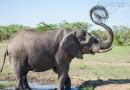 Les éléphants en Afrique du Sud