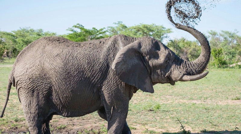 Les éléphants en Afrique du Sud