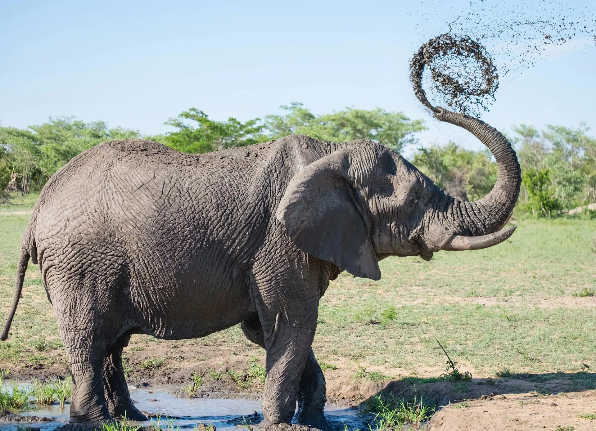 Les éléphants en Afrique du Sud