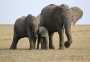 Des éléphants pour l'Allemagne