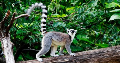 Le parc des lémuriens à Madagascar