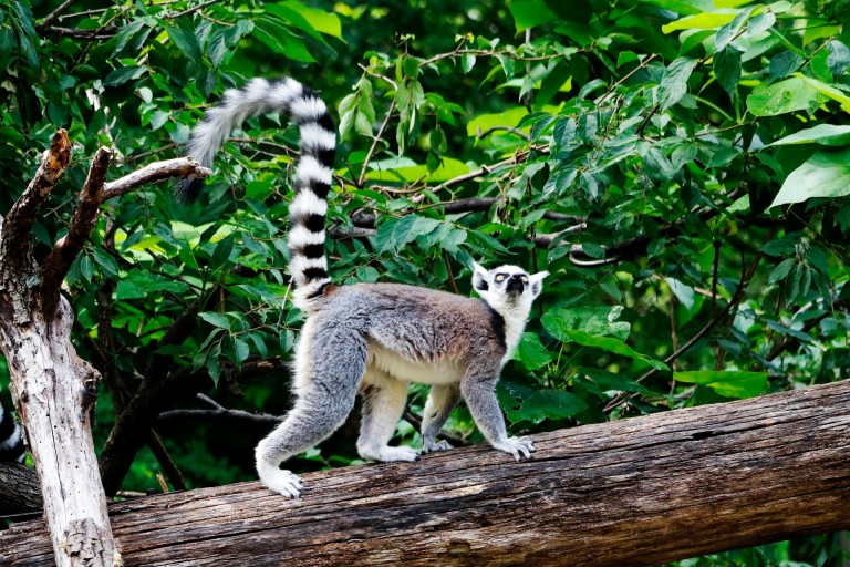 Le parc des lémuriens à Madagascar