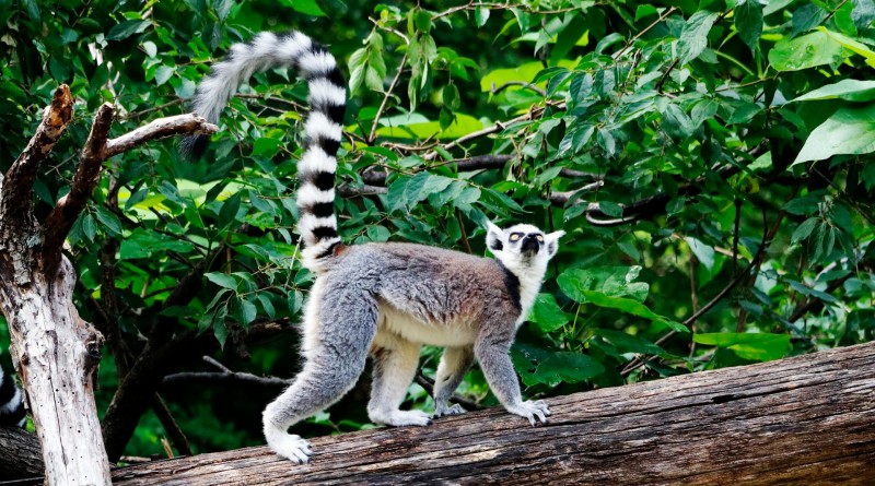 Le parc des lémuriens à Madagascar