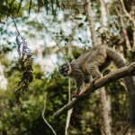 Sauver la forêt à Madagascar