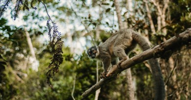 Sauver la forêt à Madagascar
