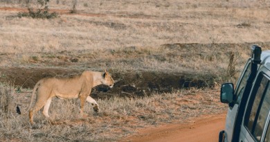 Le soutien financier du prince William aux rangers en Afrique du Sud