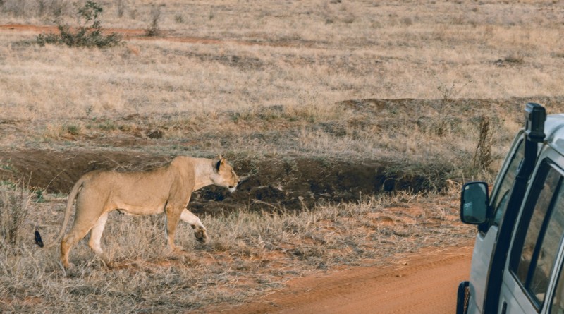 Le soutien financier du prince William aux rangers en Afrique du Sud