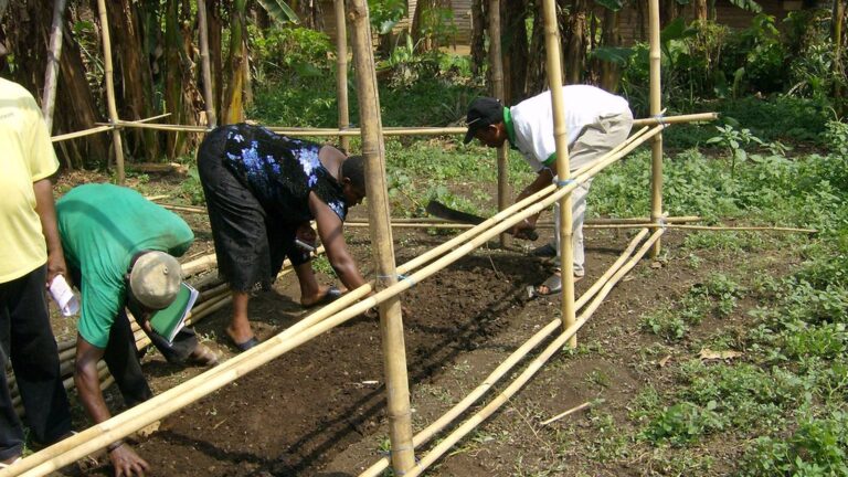 Prix du cacao au Cameroun : cours, ONCC et enjeux