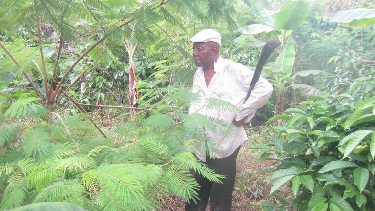 Cameroun, Côte d’Ivoire, Ghana : qui produit le plus de cacao ?