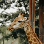 Beautiful giraffe captured up close, showing its majestic features in a natural setting.