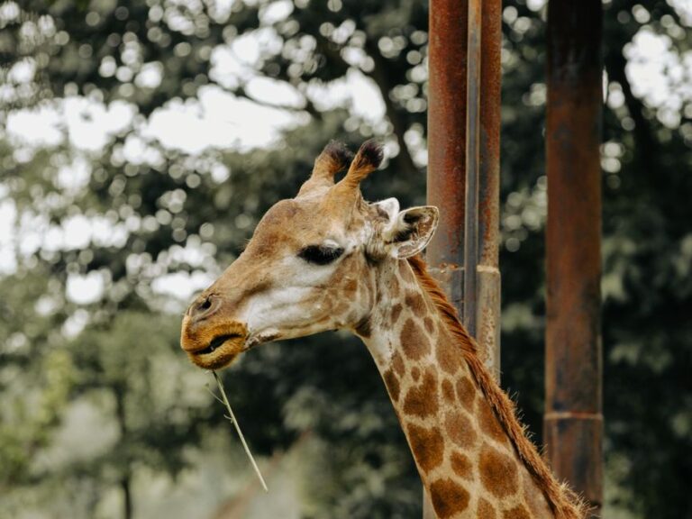 Beautiful giraffe captured up close, showing its majestic features in a natural setting.