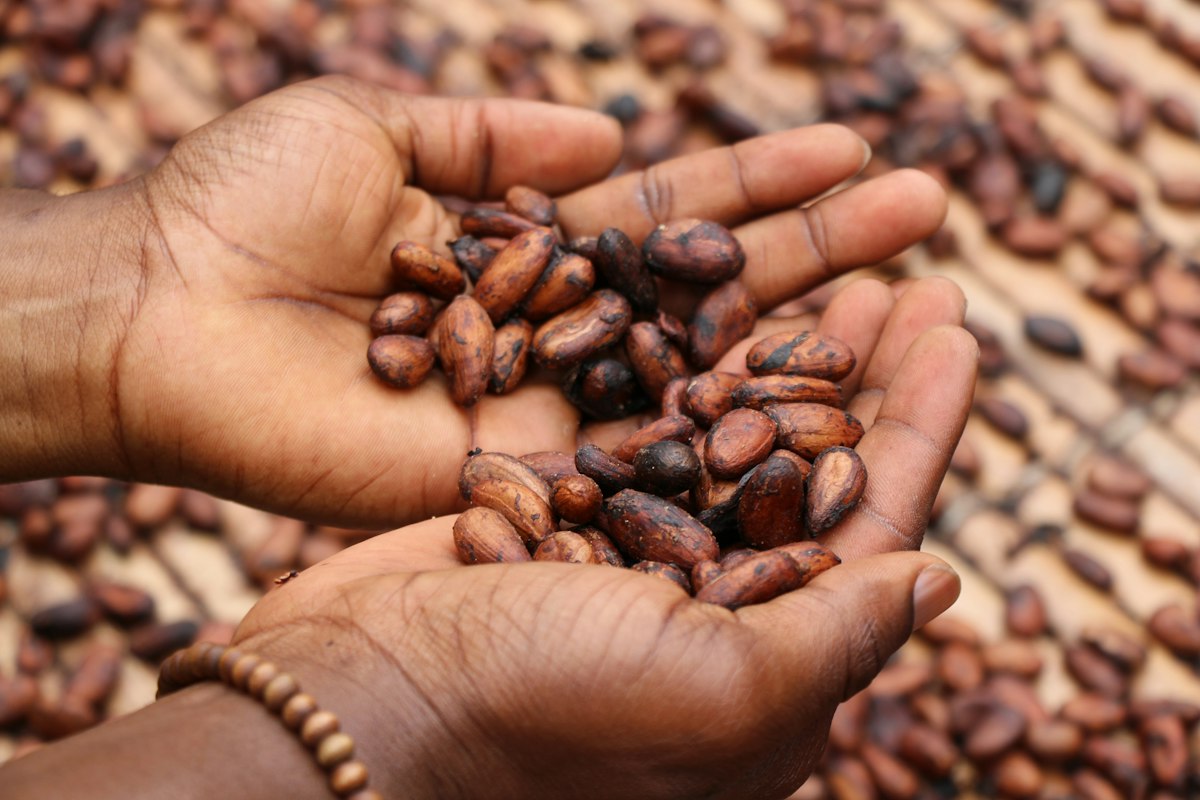 Fèves de cacao séchant entre les mains d'un producteur
