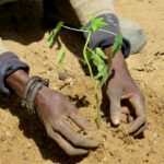 sesame sector Senegal - Les Afriques