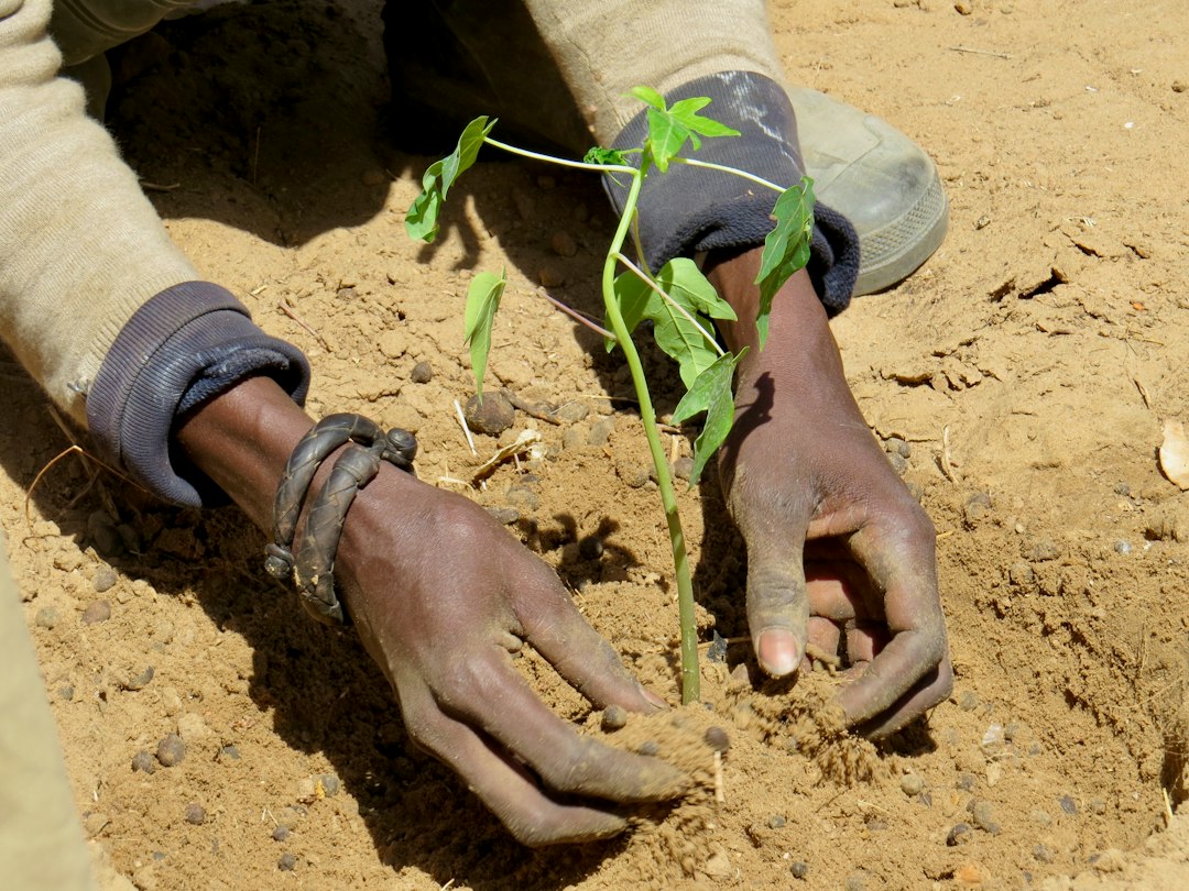 Senegal: the sesame sector calls for equipment to consolidate a value chain under construction