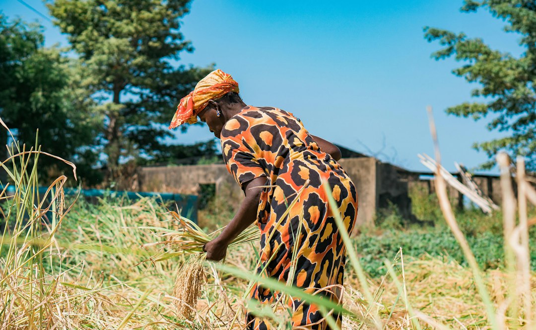 Sénégal : à Koul, des producteurs agricoles outillés pour mieux gérer leurs GIE