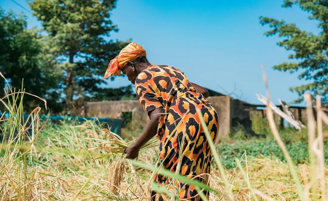 Senegal: in Koul, agricultural producers equipped to better manage their GIEs